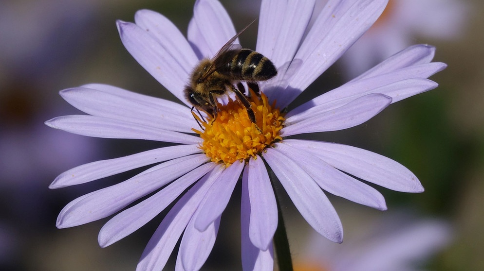 Aster mit Biene | Bildquelle: Picture alliance/dpa