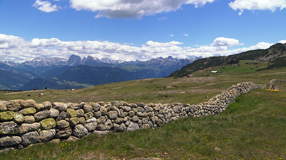 Unterm Rittner Horn, wo die Almweiden der Rittner, der Barbianer und der Villanderer aufeinanderstoßen, gibt es Mauern und Zäune. | Bildquelle: BR