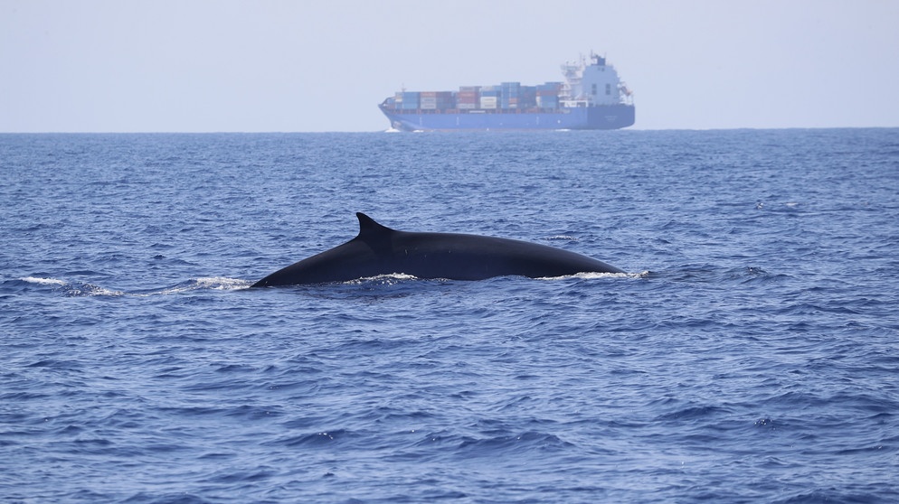 Wal mit Cargoboot im Hintergrund | Bildquelle: BR/Tethys Institute