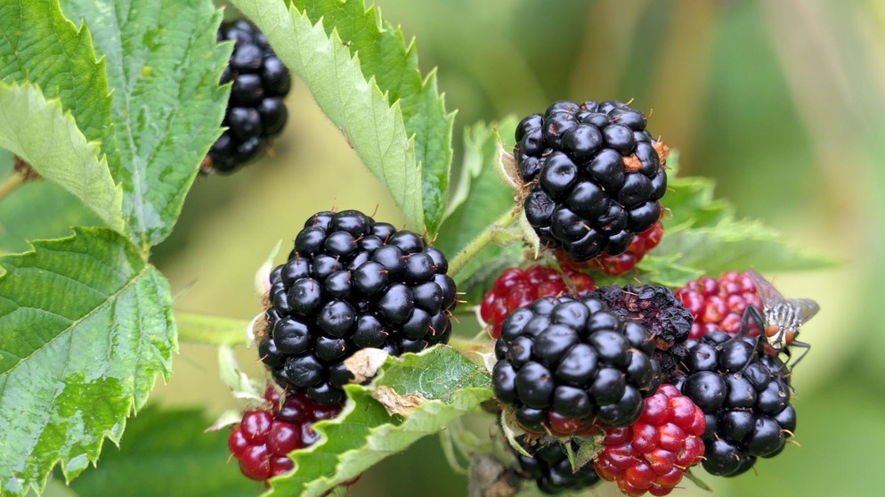 Brombeeren am Strauch | Bildquelle: Picture alliance/dpa