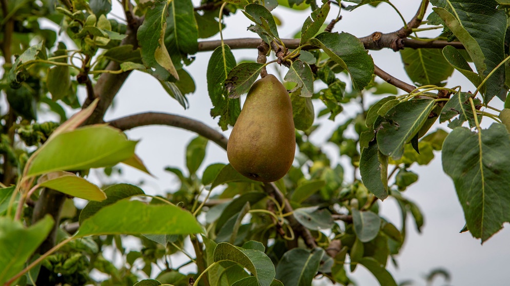 Reife Frucht am Ast | Bildquelle: Picture alliance/dpa