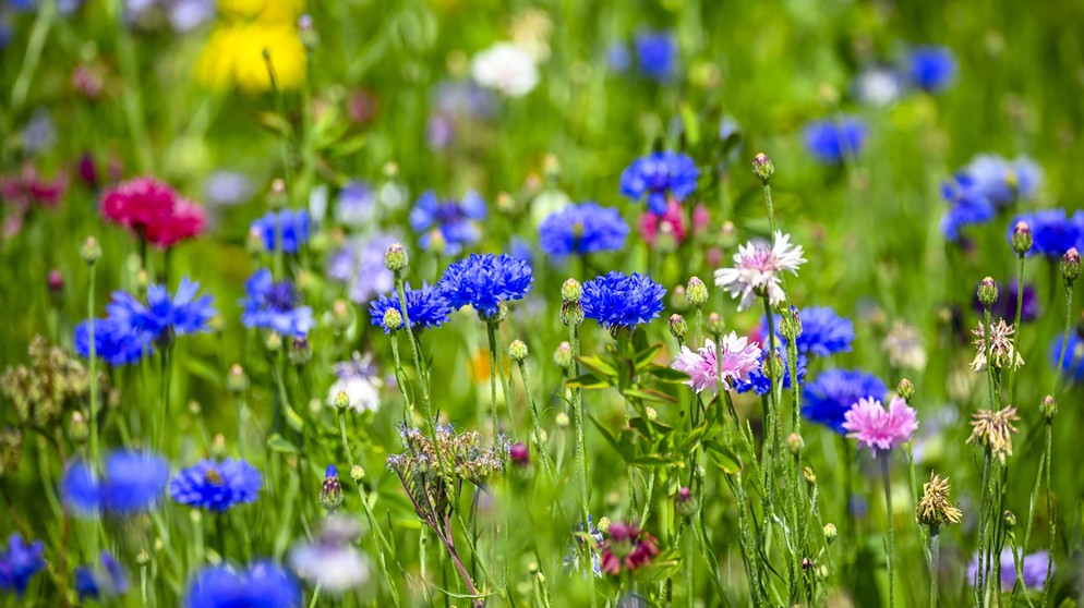 Feld mit Feldblumen | Bildquelle: Picture alliance/dpa