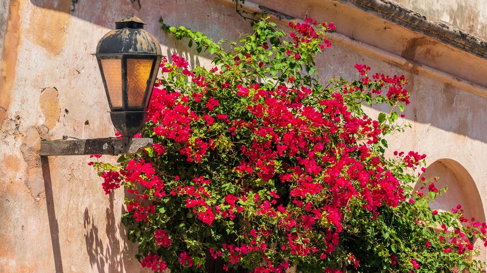 Bougainvillea an Hauswand | Bildquelle: Picture alliance/dpa