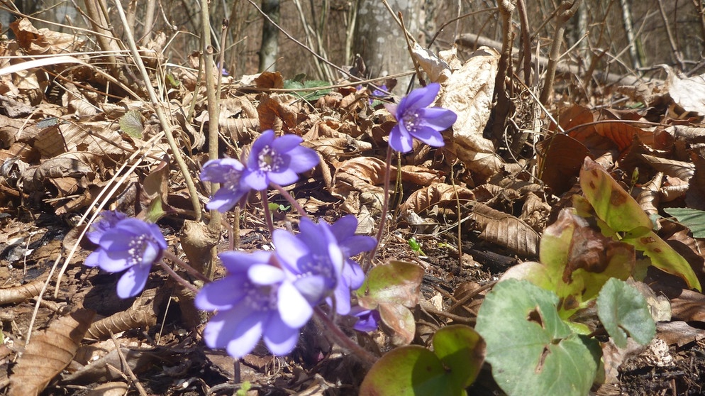 Frühlingsblumen lösen das welke Herbstlaub ab, aufgenommen bei Krottenthal. | Bildquelle: BR/Michael Zehetmair