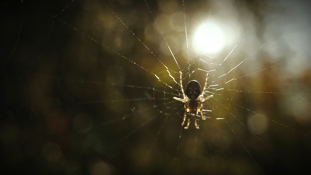 Nahaufnahme einer Spinne im Gegenlicht. | Bildquelle: BR