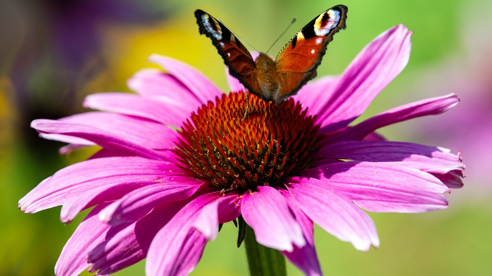 Echinacea Blüte mit Pfauenauge | Bildquelle: Picture alliance/dpa