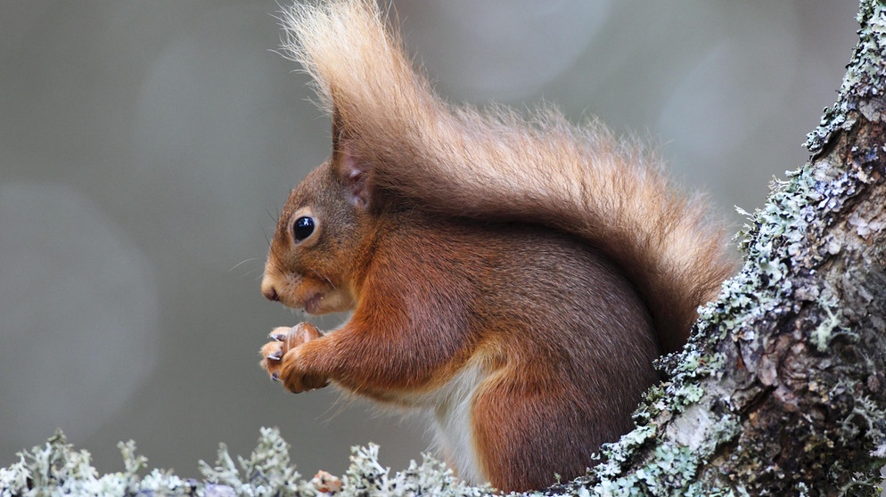 Eichhörnchen an Baum | Bildquelle: Picture alliance/dpa