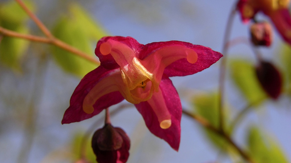 Rote Elfenblume | Bildquelle: Picture alliance/dpa