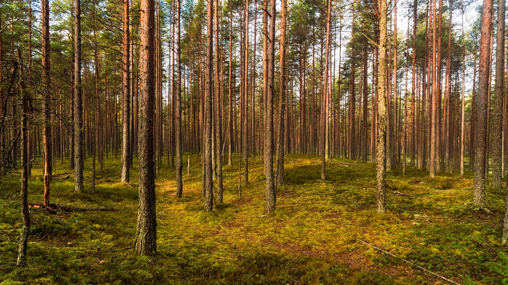 Wald im Lahemaa National Park in Estland | Bildquelle: picture alliance / Westend61 | A. Tamboly