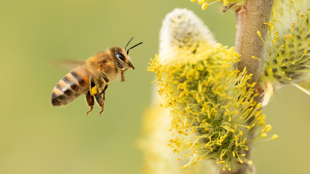 Biene fliegt Palmkätzchen an | Bildquelle: Picture alliance/dpa