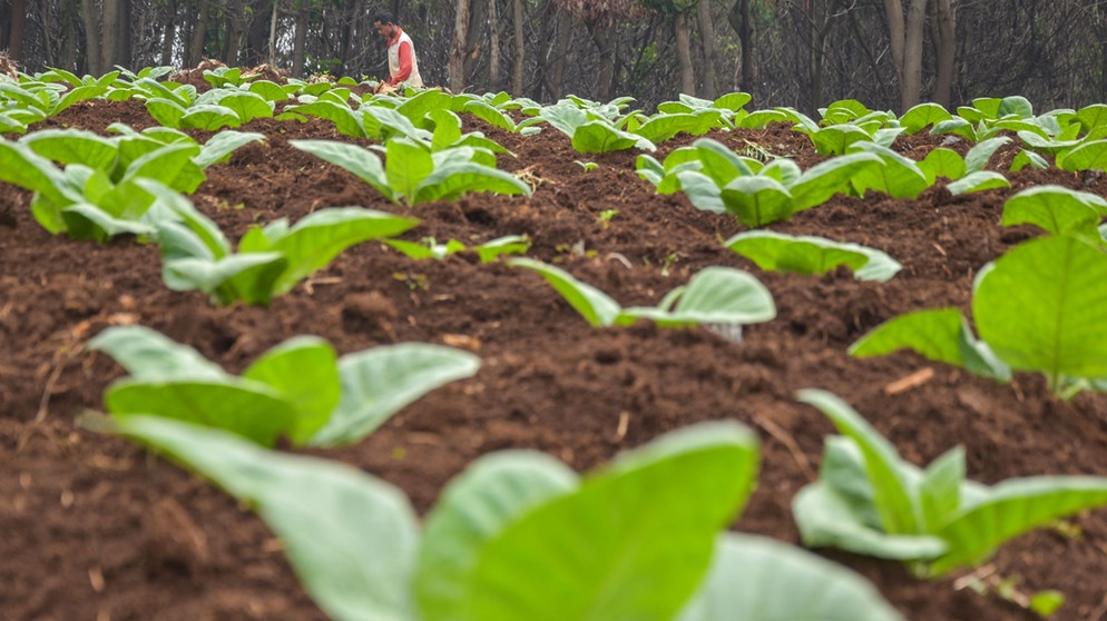 Setzlinge auf Beet | Bildquelle: Picture alliance/dpa