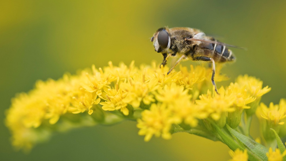 Schwebfliege auf Goldrute | Bildquelle: Picture alliance/dpa