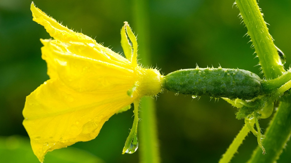 Junge Gurke mit Blüte | Bildquelle: Picture alliance/dpa