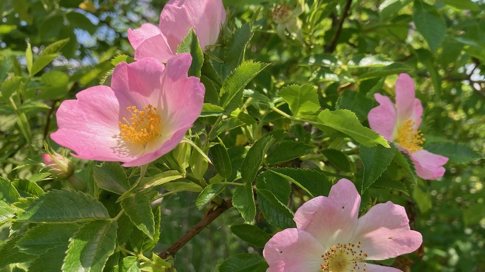 Vom Ahorn bis zur Zwiebel - Die Heckenrose | Bildquelle: Andreas Modery