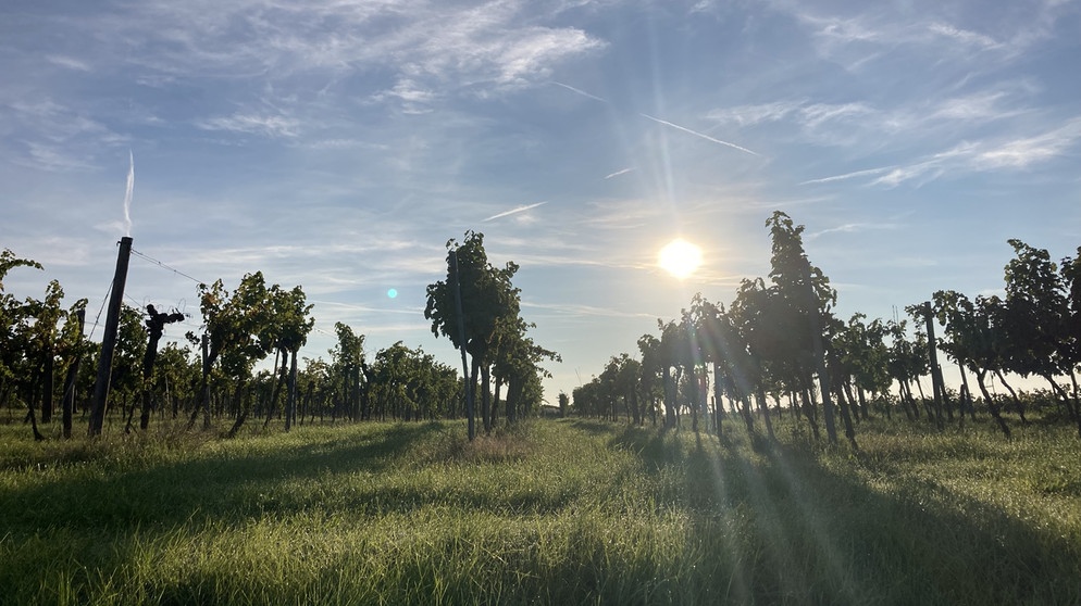 Das besondere Klima und die Böden begünstigen in der Wachau seit Jahrhunderten den Weinanbau | Bildquelle: BR