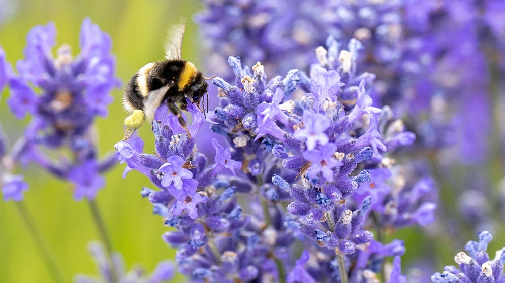 Lavendelblüten mit Hummel | Bildquelle: Picture Alliance/dpa