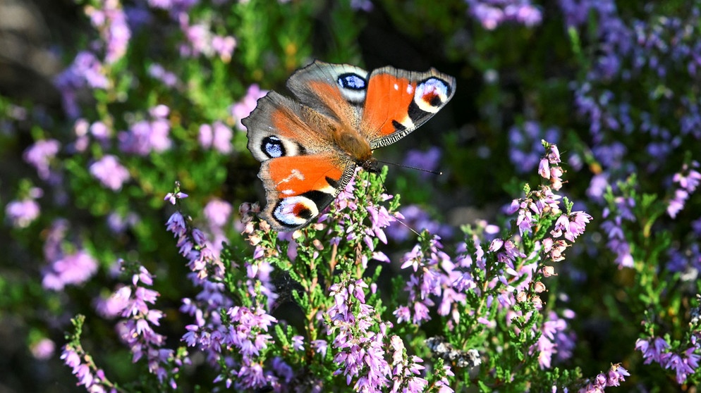 Lavendel mit Schmetterling | Bildquelle: Picture alliance/dpa