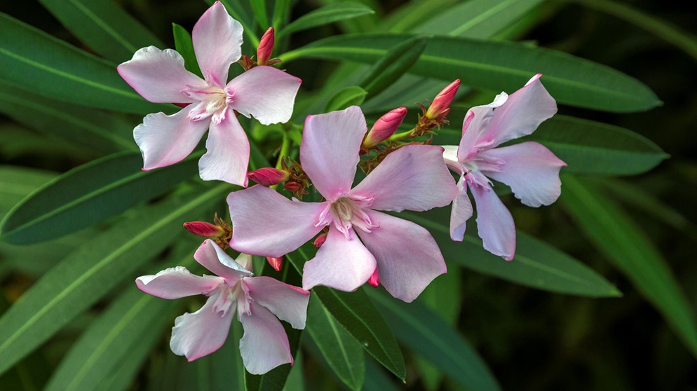 Rosa Blüten offen und geschlossen | Bildquelle: Picture alliance/dpa