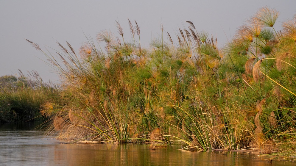 Papyrus steht im Wasser | Bildquelle: Picture alliance/dpa