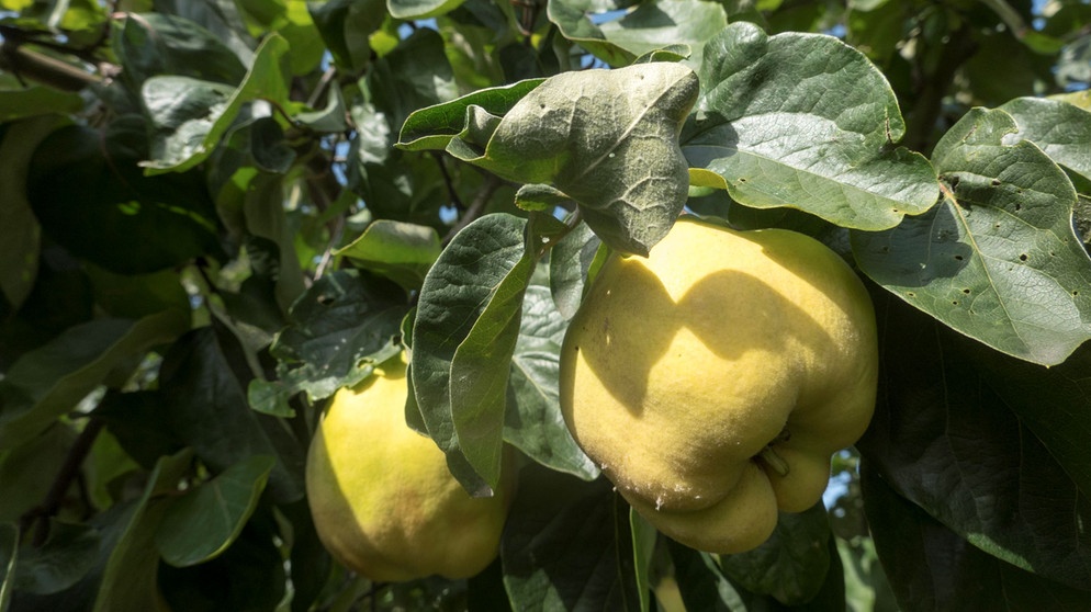 Reife Früchte am Baum | Bildquelle: Picture alliance/dpa