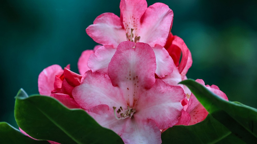 Einzelne Rhododendron Blüte | Bildquelle: Picture alliance/dpa