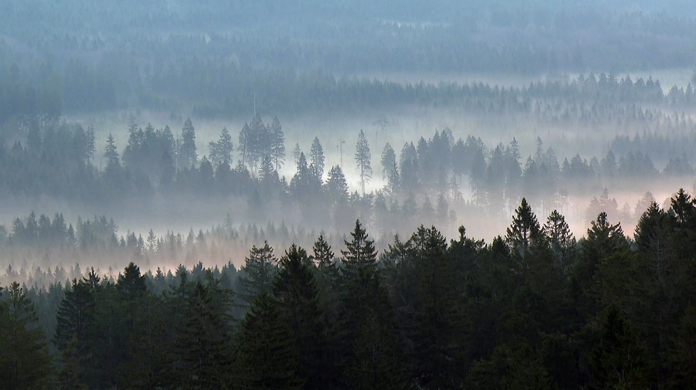 Morgenstimmung am Großen Waldstein im nördlichen Fichtelgebirge. | Bildquelle: BR/Marion Heinz