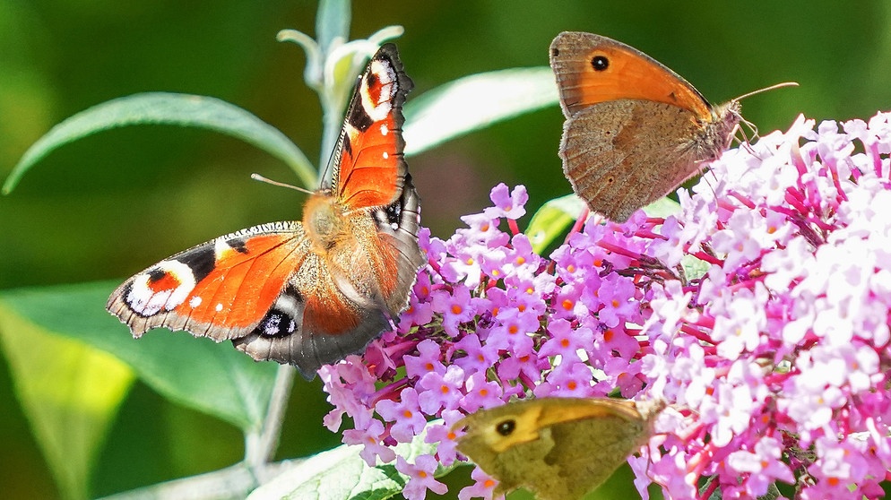 3 verschiedene Falter auf Buddleja | Bildquelle: Picture alliance/dpa