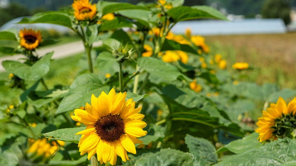 Sonnenblumen auf einem Feld | Bildquelle: picture-alliance/dpa