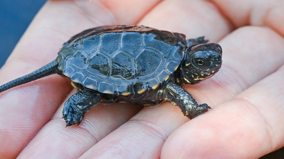 Europäische Sumpfschildkröte | Bildquelle: picture alliance/dpa/dpa-Zentralbild | Patrick Pleul