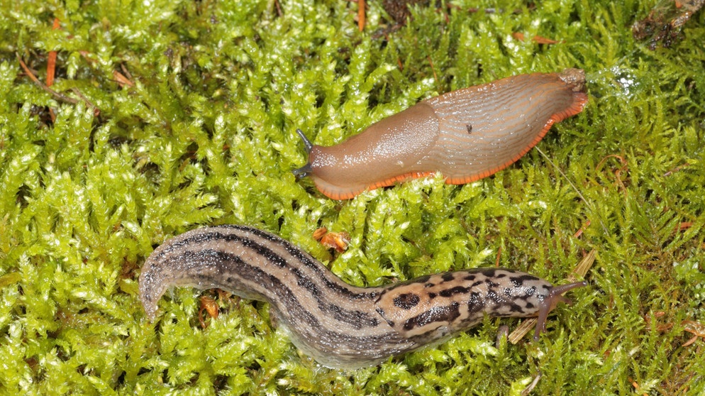 Tigerschnegel und Schnecke | Bildquelle: Picture alliance/dpa