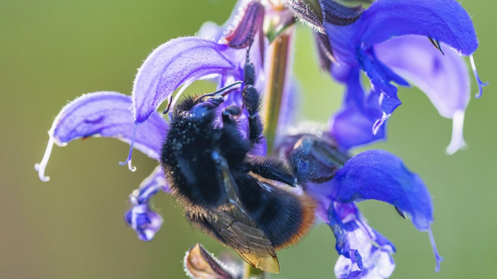 Wiesensalbei und Biene | Bildquelle: Picture alliance/dpa