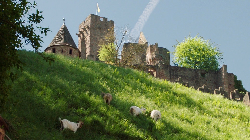 Ziegen auf den steilen Hänge an der Wertheimer Burgruine in Tauberfranken | Bildquelle: BR/Rupert Heilgemeir