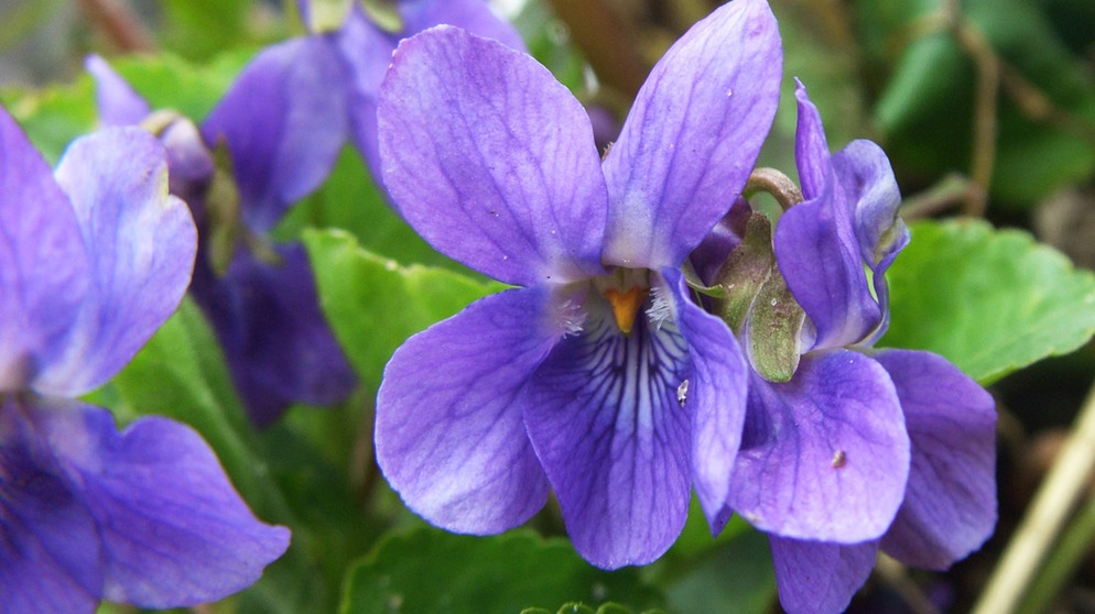 Blühende violette Blütenköpfe | Bildquelle: Picture alliance/dpa