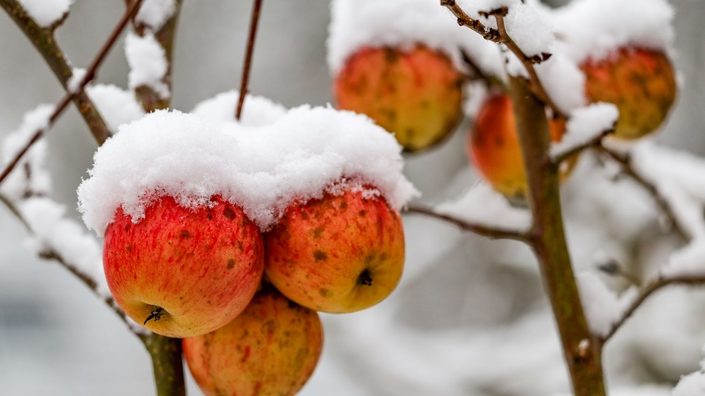 Verschrumpelte Äpfel im Schnee | Bildquelle: Picture alliance/dpa