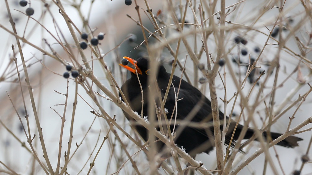 Amsel frißt Beere | Bildquelle: Picture alliance/dpa