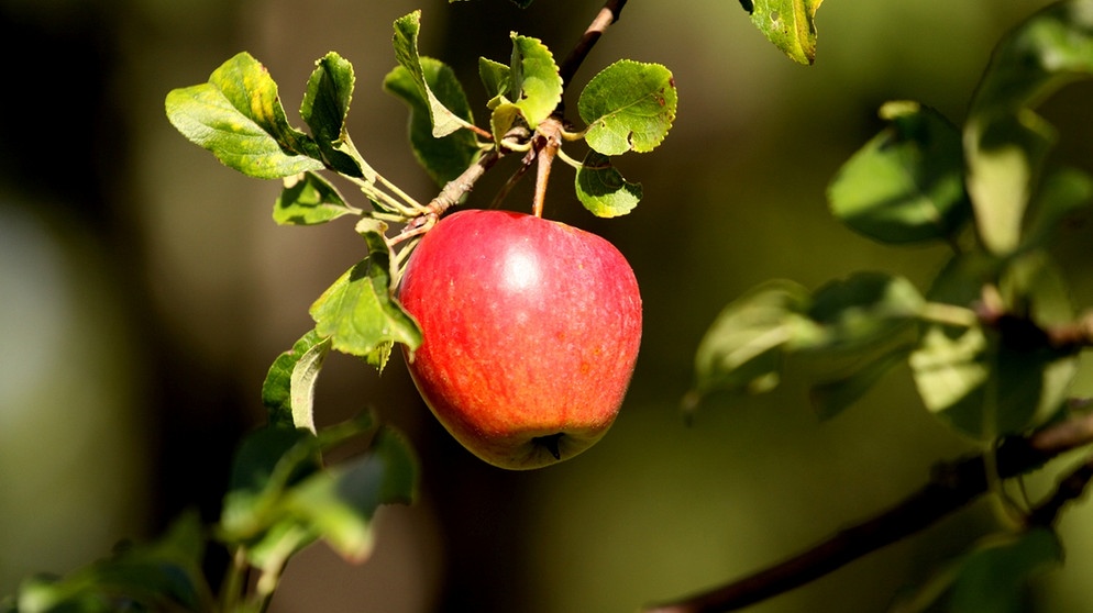 Vom Ahorn bis zur Zwiebel - Der Apfel | Bildquelle: BR