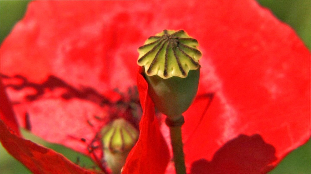 Vom Ahorn bis zur Zwiebel - Der Klatschmohn | Bildquelle: BR