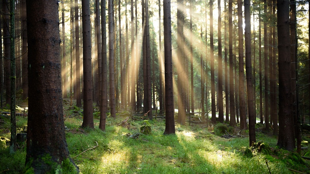 Wald in Franken | Bildquelle: picture-alliance/dpa