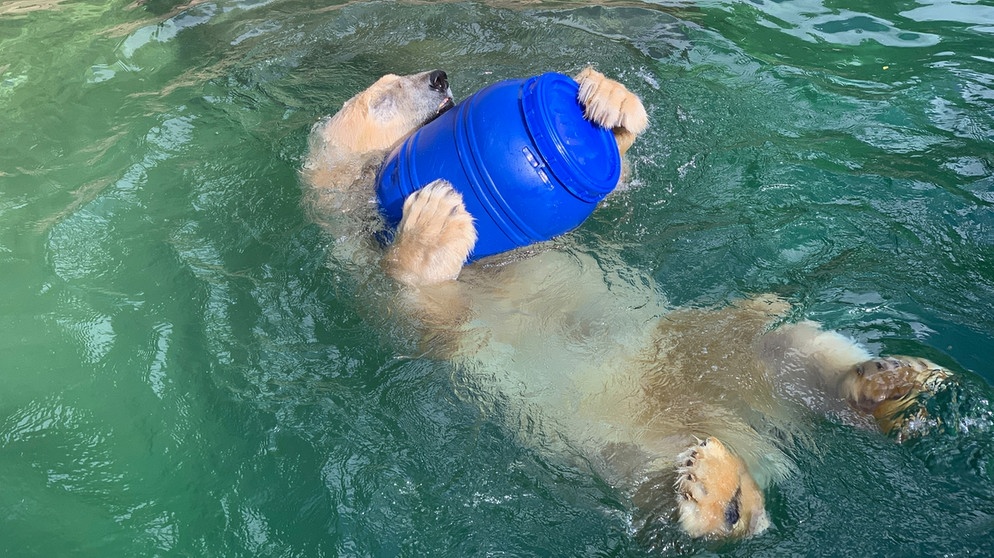 Ein Eisbär spielt mit einer Tonne. | Bildquelle: BR